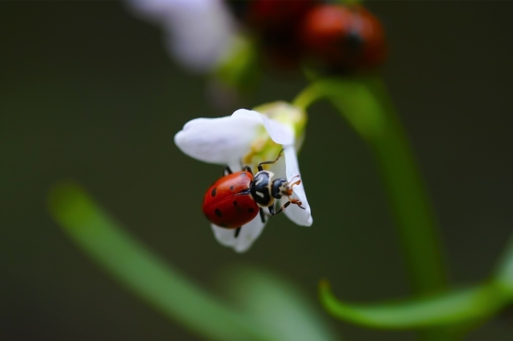 Обои Ladybug On Snowdrop