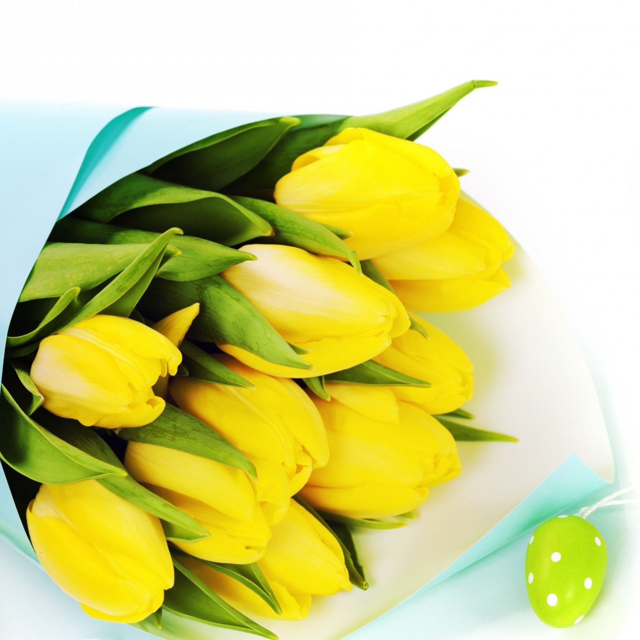 Yellow Tulips wallpaper 2048x2048