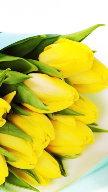 Обои Yellow Tulips 360x640