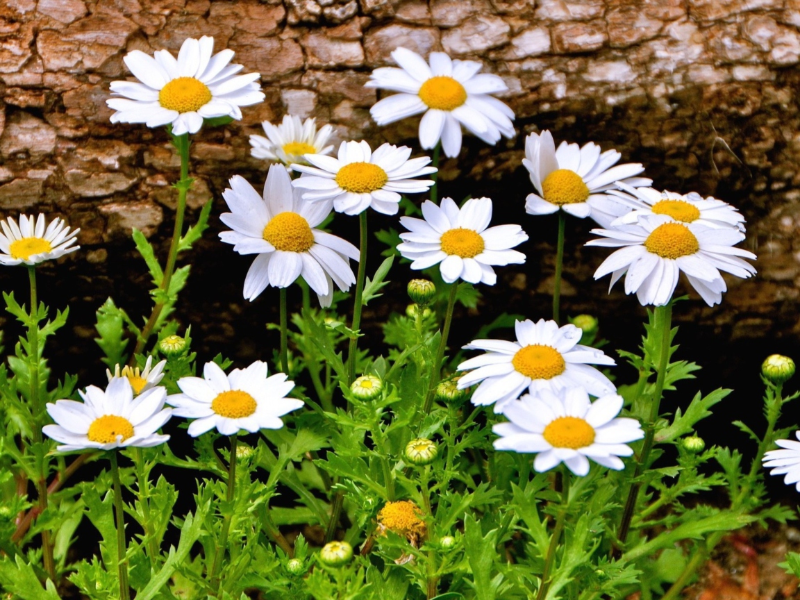 Обои Summer Flowers 1152x864