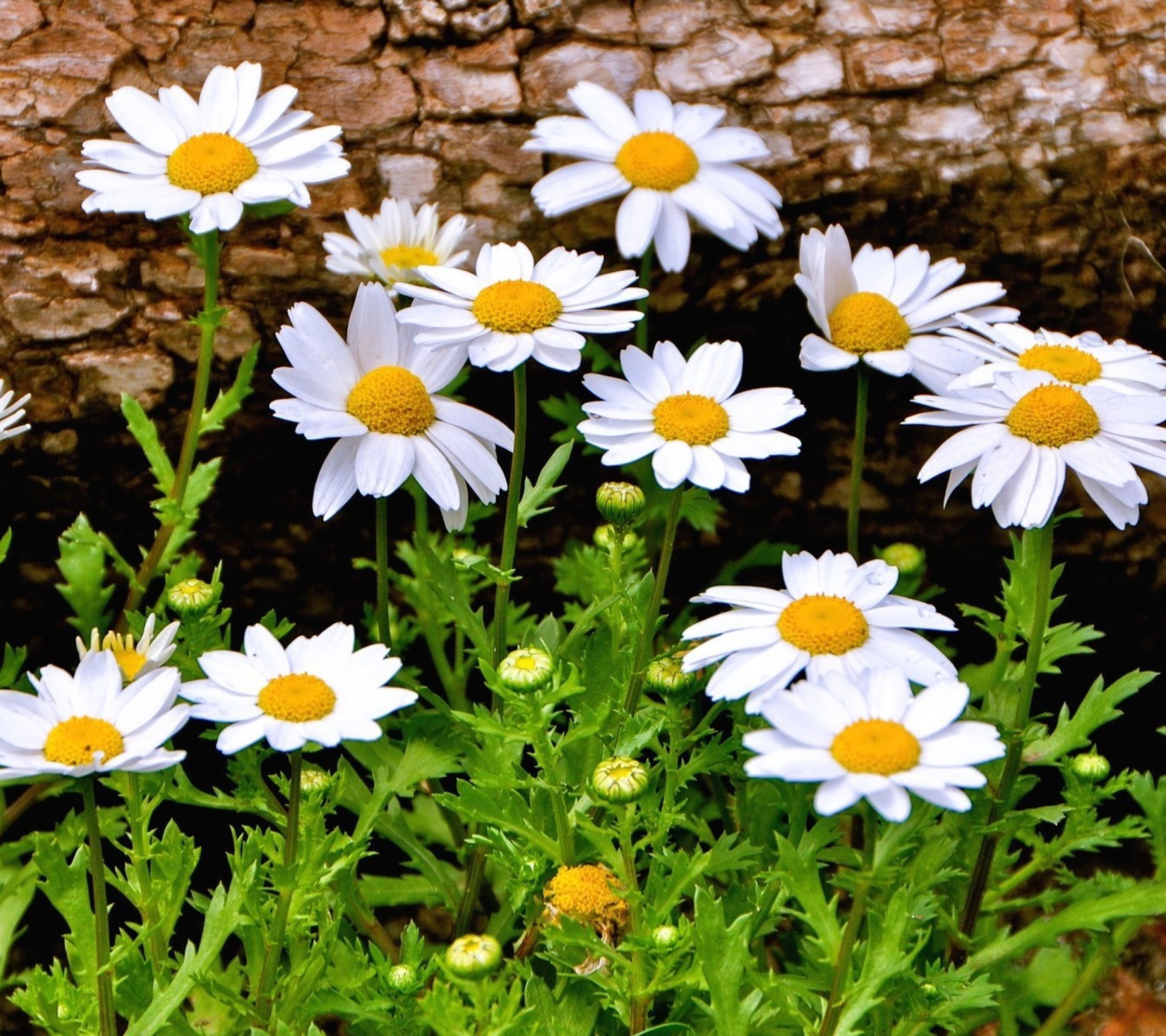 Sfondi Summer Flowers 1440x1280