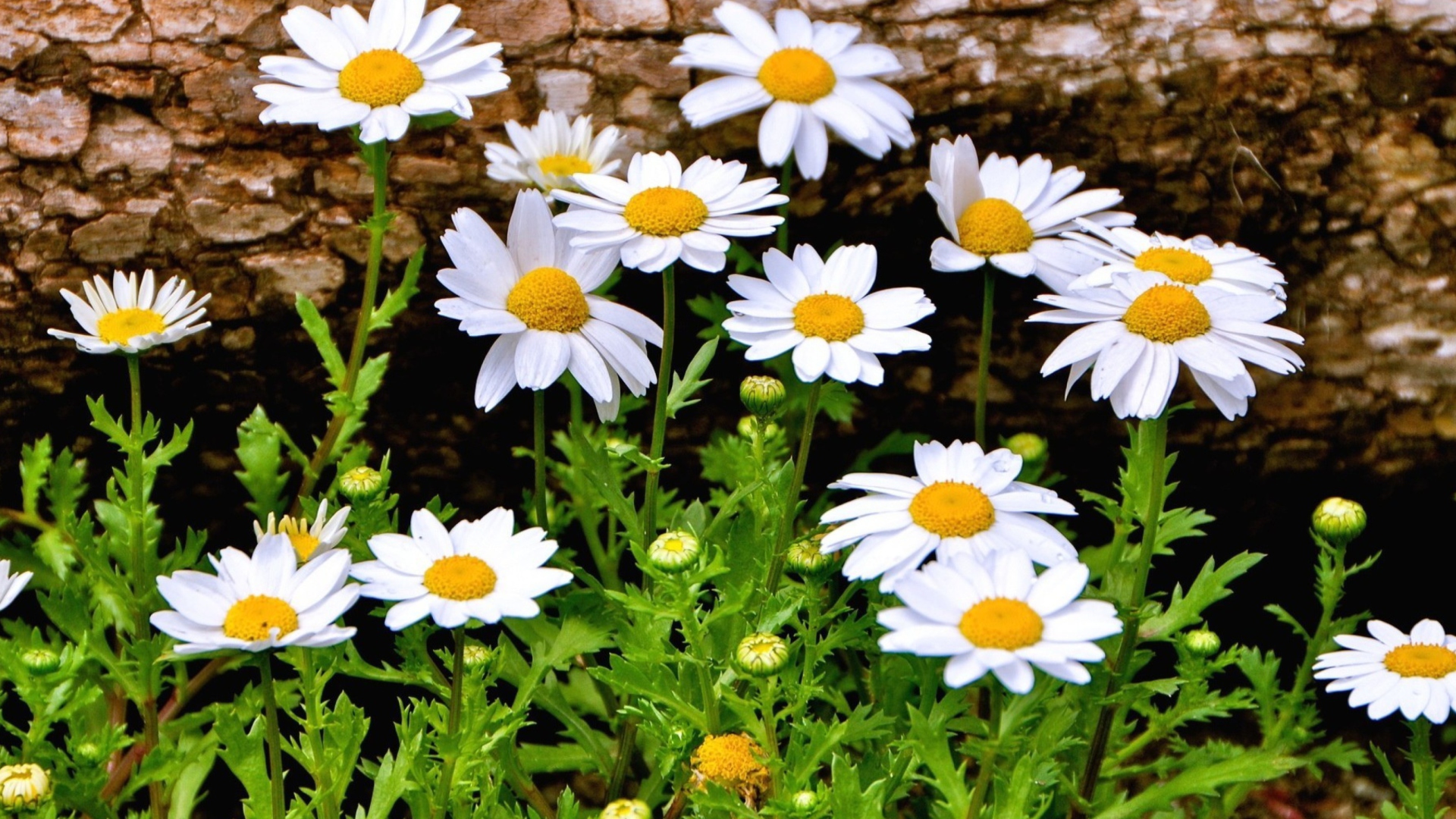 Summer Flowers wallpaper 1920x1080