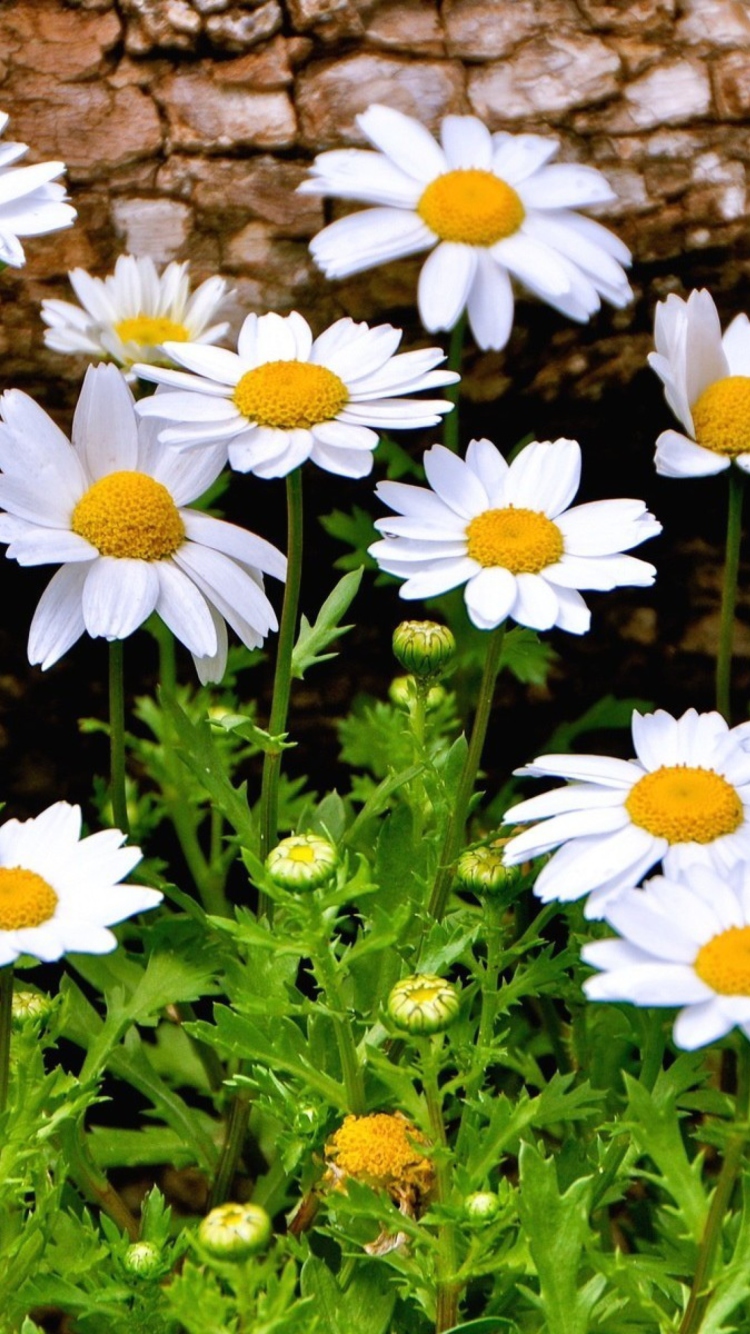 Summer Flowers wallpaper 750x1334