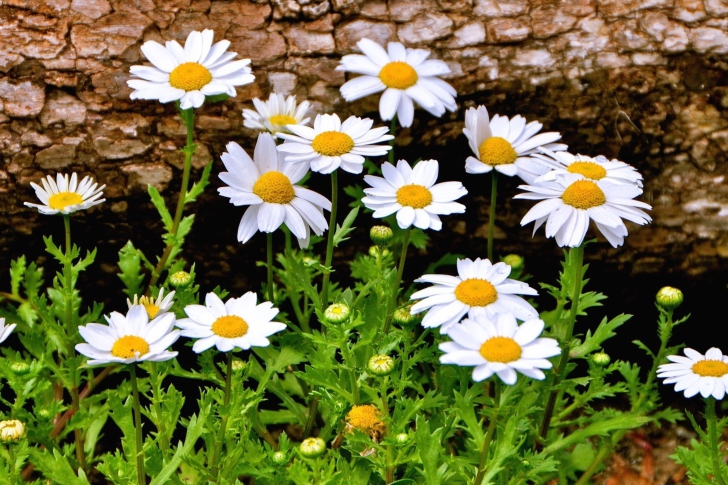 Sfondi Summer Flowers