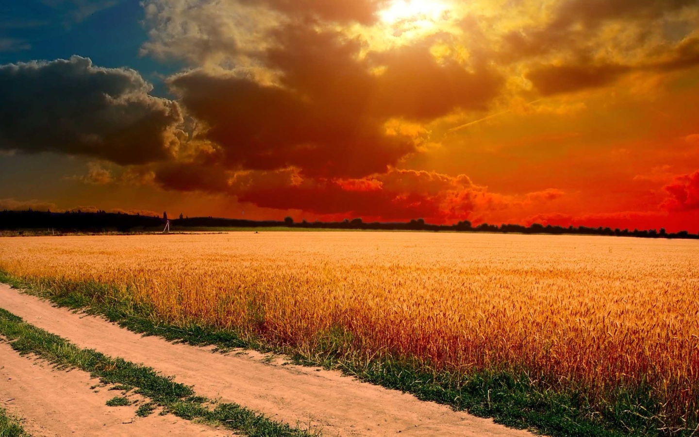 Sfondi Field Sunset 1440x900