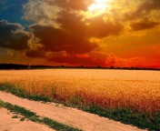 Das Field Sunset Wallpaper 176x144