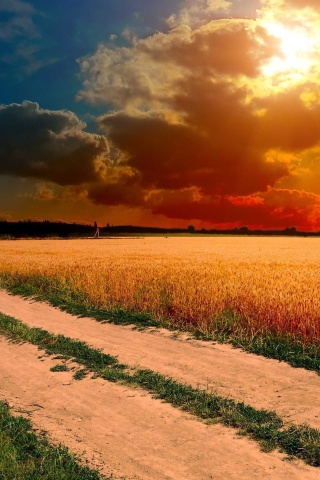 Fondo de pantalla Field Sunset 320x480