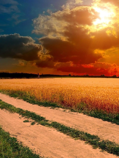 Field Sunset screenshot #1 480x640