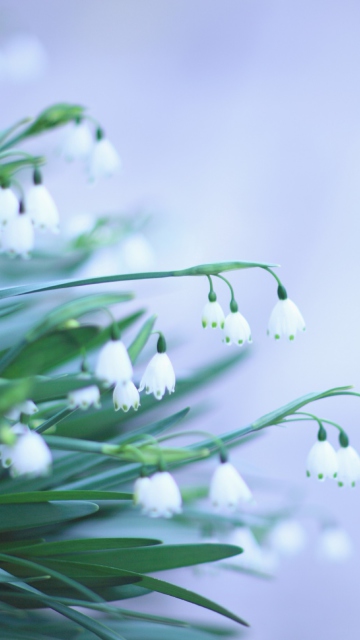 Snowdrops wallpaper 360x640