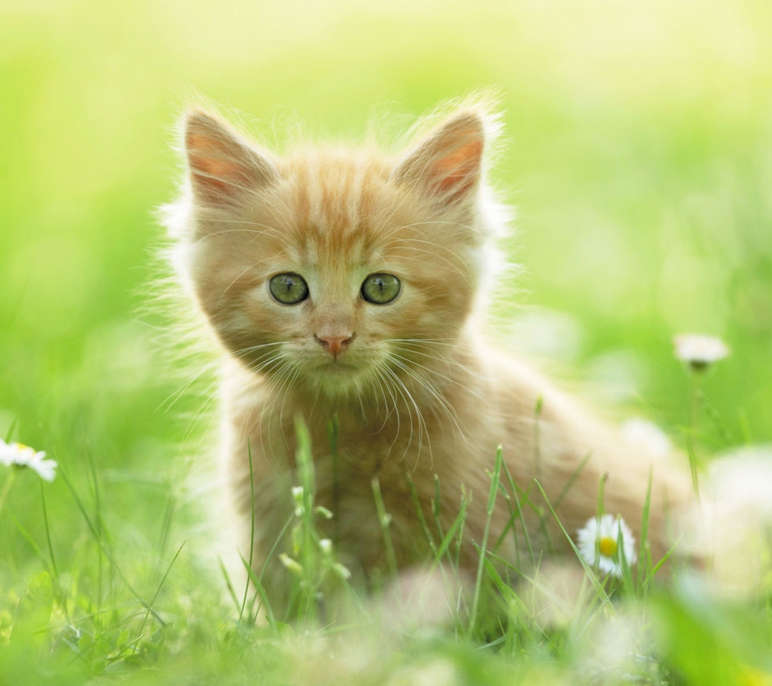 Das Sweet Kitten In Grass Wallpaper 1080x960