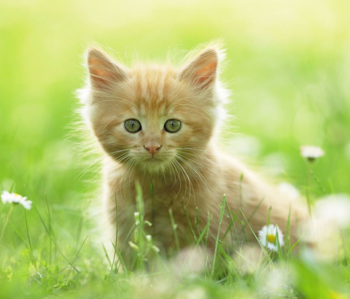 Sfondi Sweet Kitten In Grass 1200x1024