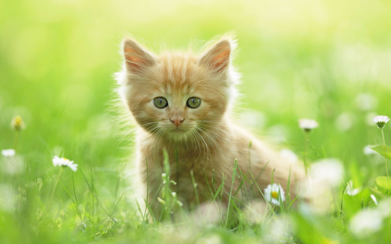 Обои Sweet Kitten In Grass 1280x800