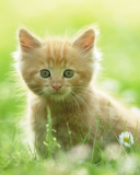 Das Sweet Kitten In Grass Wallpaper 128x160