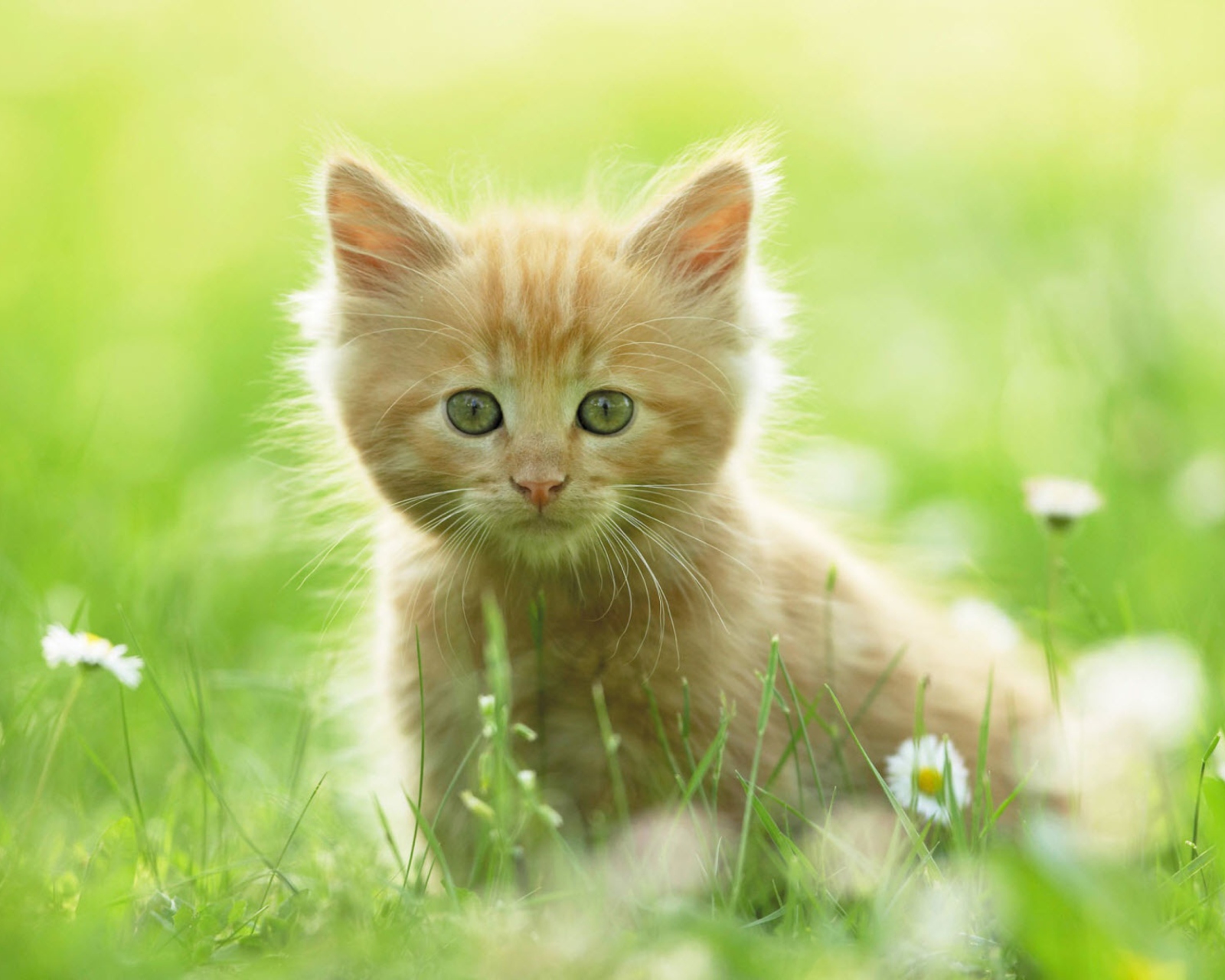 Fondo de pantalla Sweet Kitten In Grass 1600x1280