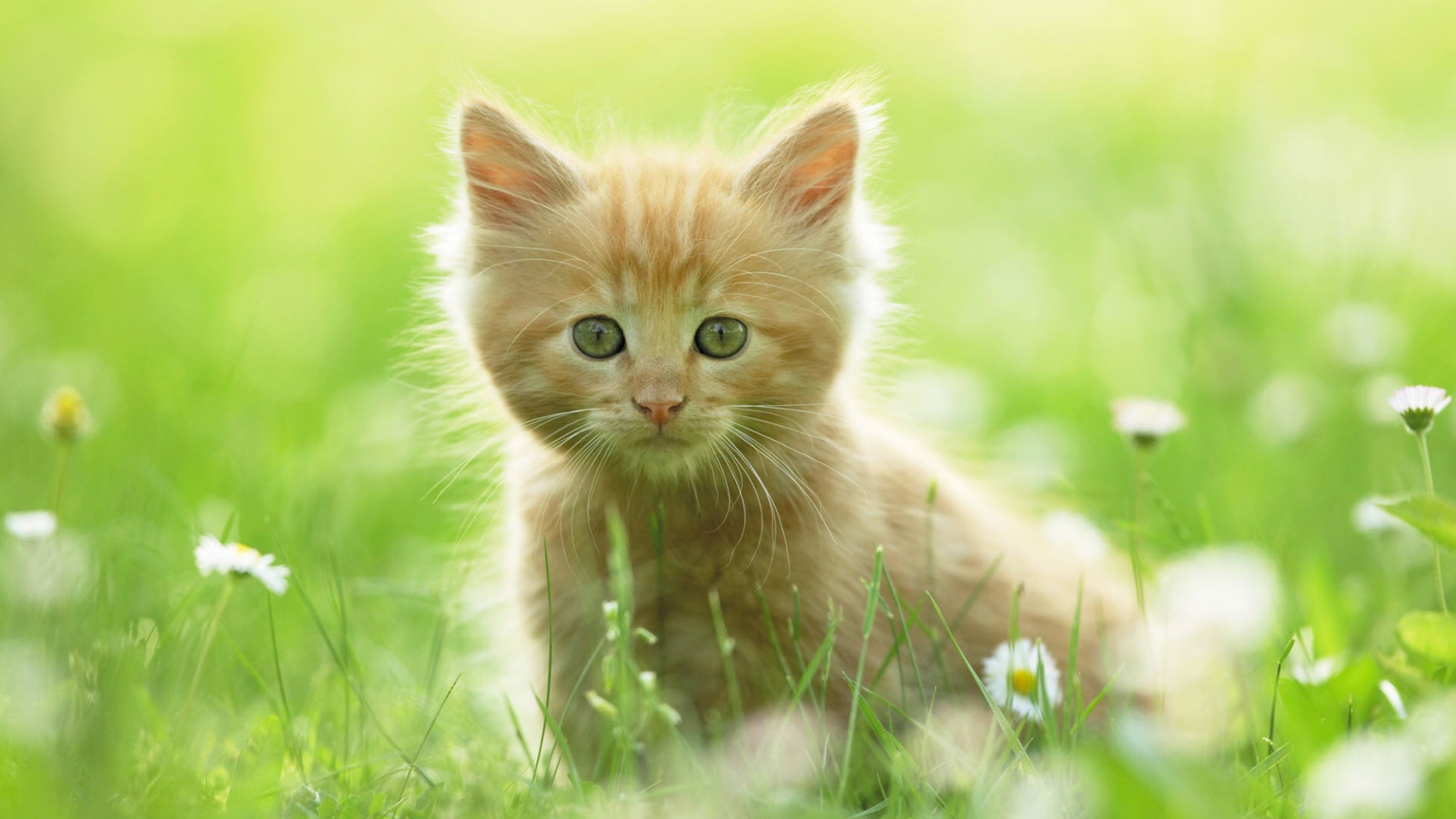 Обои Sweet Kitten In Grass 1600x900