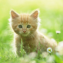 Sfondi Sweet Kitten In Grass 208x208