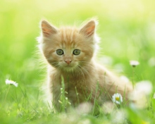 Fondo de pantalla Sweet Kitten In Grass 220x176