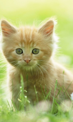 Обои Sweet Kitten In Grass 240x400