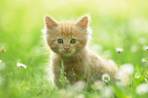 Обои Sweet Kitten In Grass 480x320