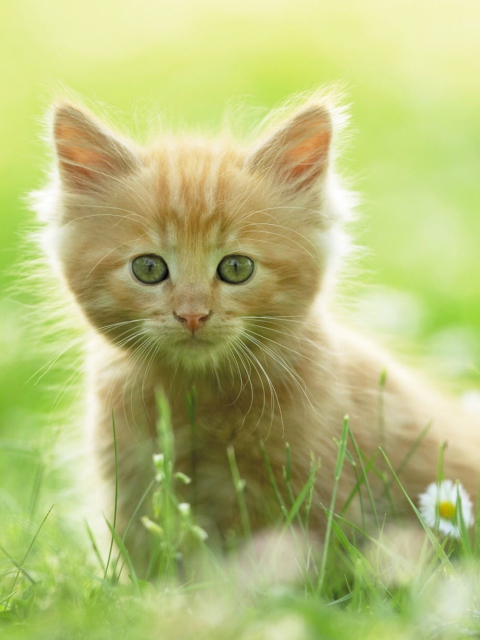 Das Sweet Kitten In Grass Wallpaper 480x640
