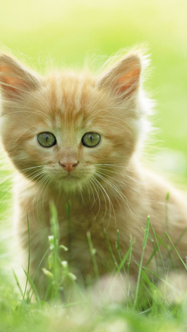Das Sweet Kitten In Grass Wallpaper 640x1136