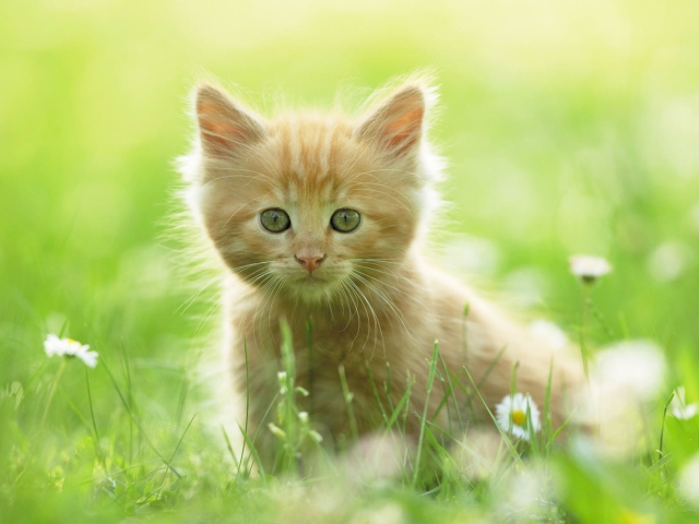 Обои Sweet Kitten In Grass 640x480