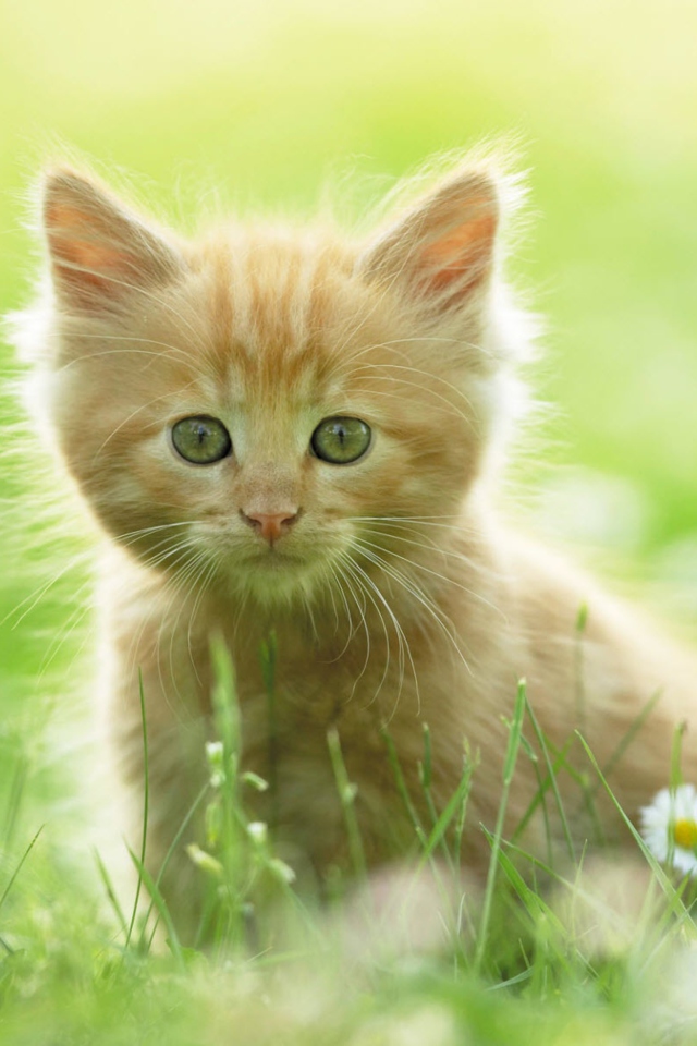 Screenshot №1 pro téma Sweet Kitten In Grass 640x960
