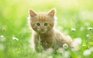 Kostenloses Sweet Kitten In Grass Wallpaper für Android, iPhone und iPad