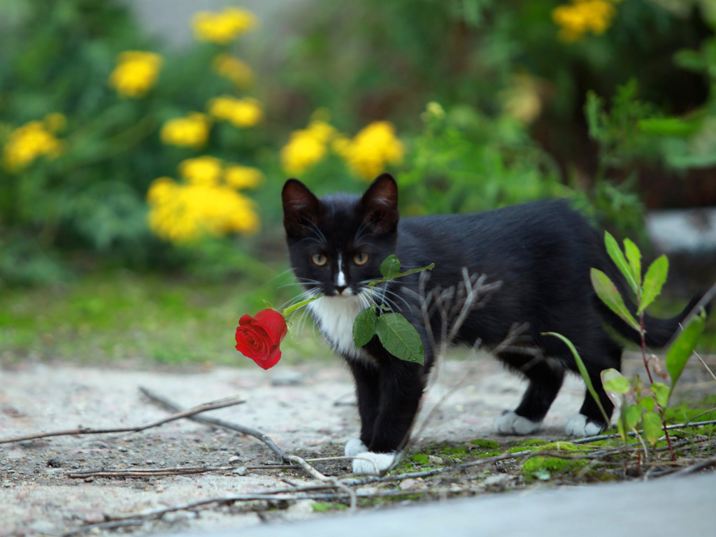 Обои Cat with Flower 1024x768