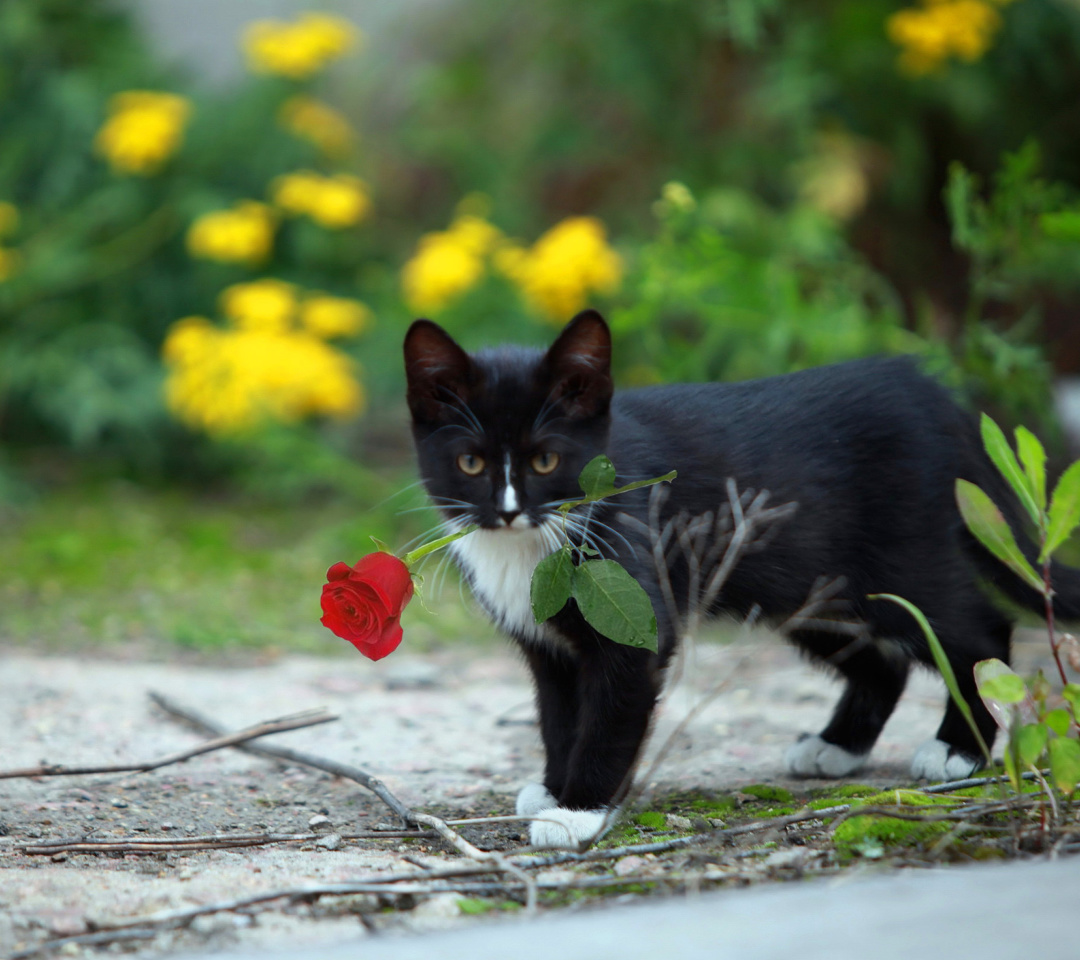 Das Cat with Flower Wallpaper 1080x960