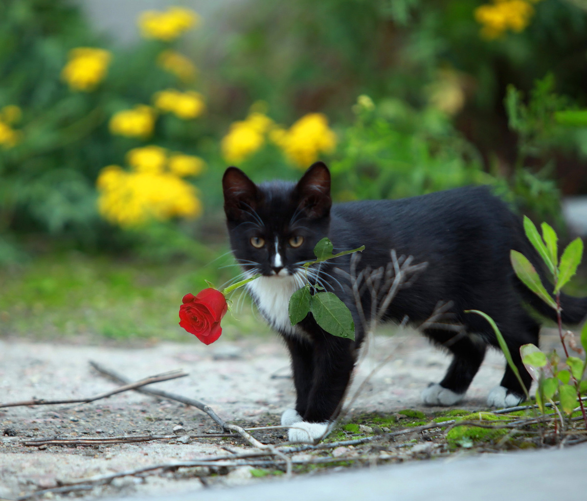 Обои Cat with Flower 1200x1024