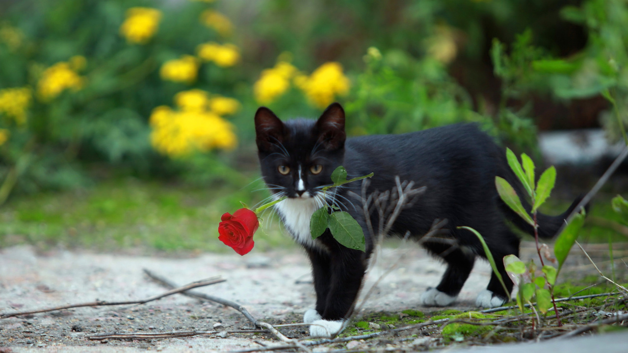 Das Cat with Flower Wallpaper 1280x720