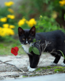 Fondo de pantalla Cat with Flower 128x160