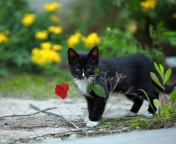 Fondo de pantalla Cat with Flower 176x144