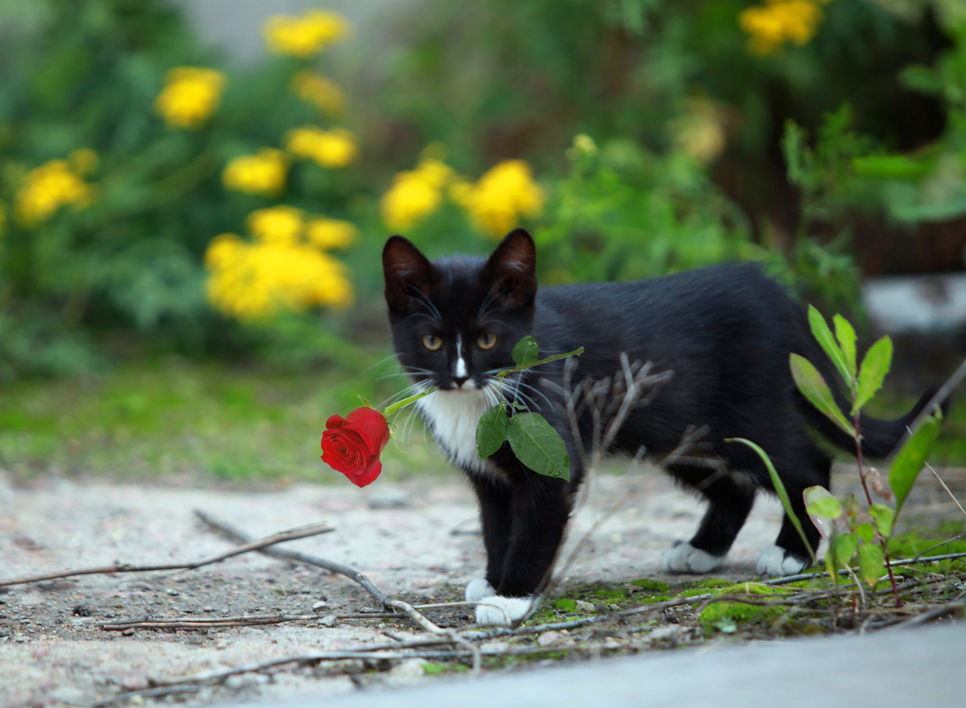 Обои Cat with Flower 1920x1408
