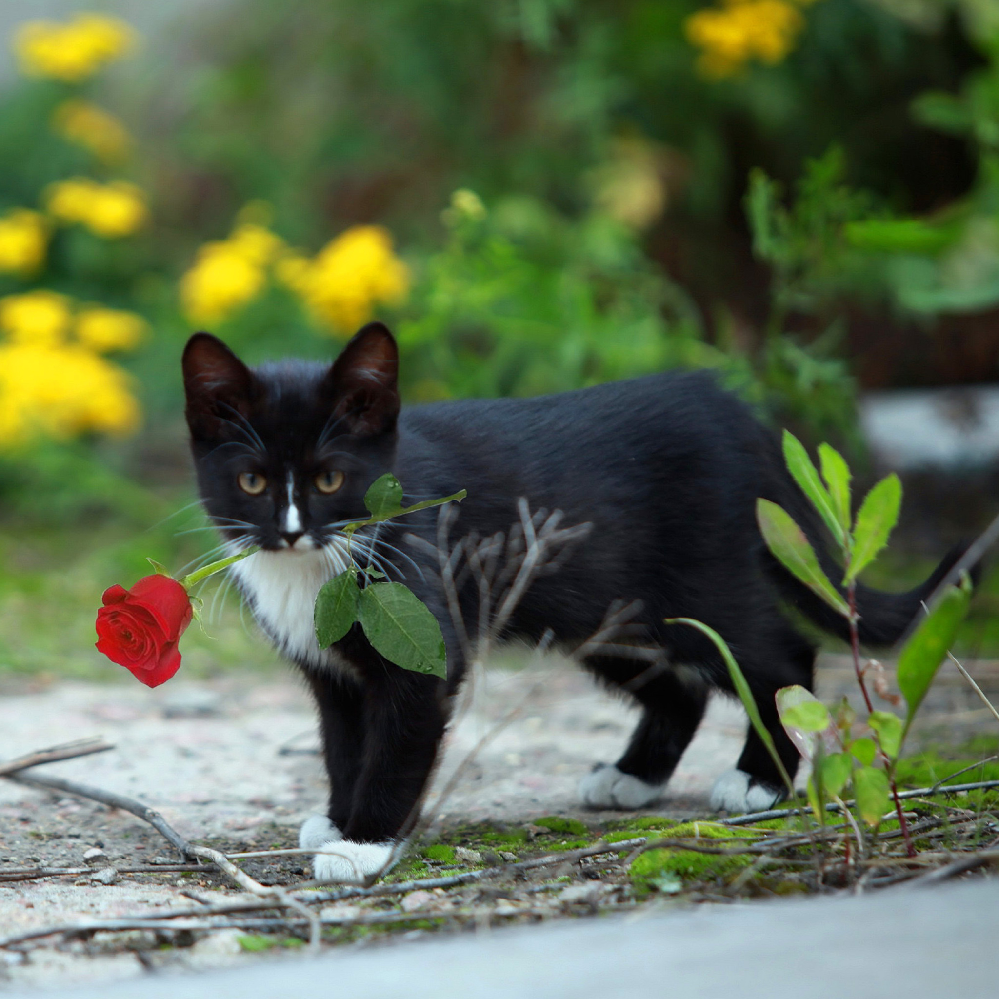 Fondo de pantalla Cat with Flower 2048x2048