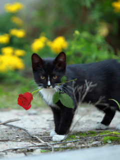 Cat with Flower wallpaper 240x320