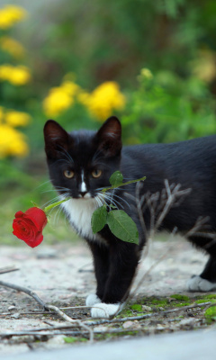 Fondo de pantalla Cat with Flower 240x400