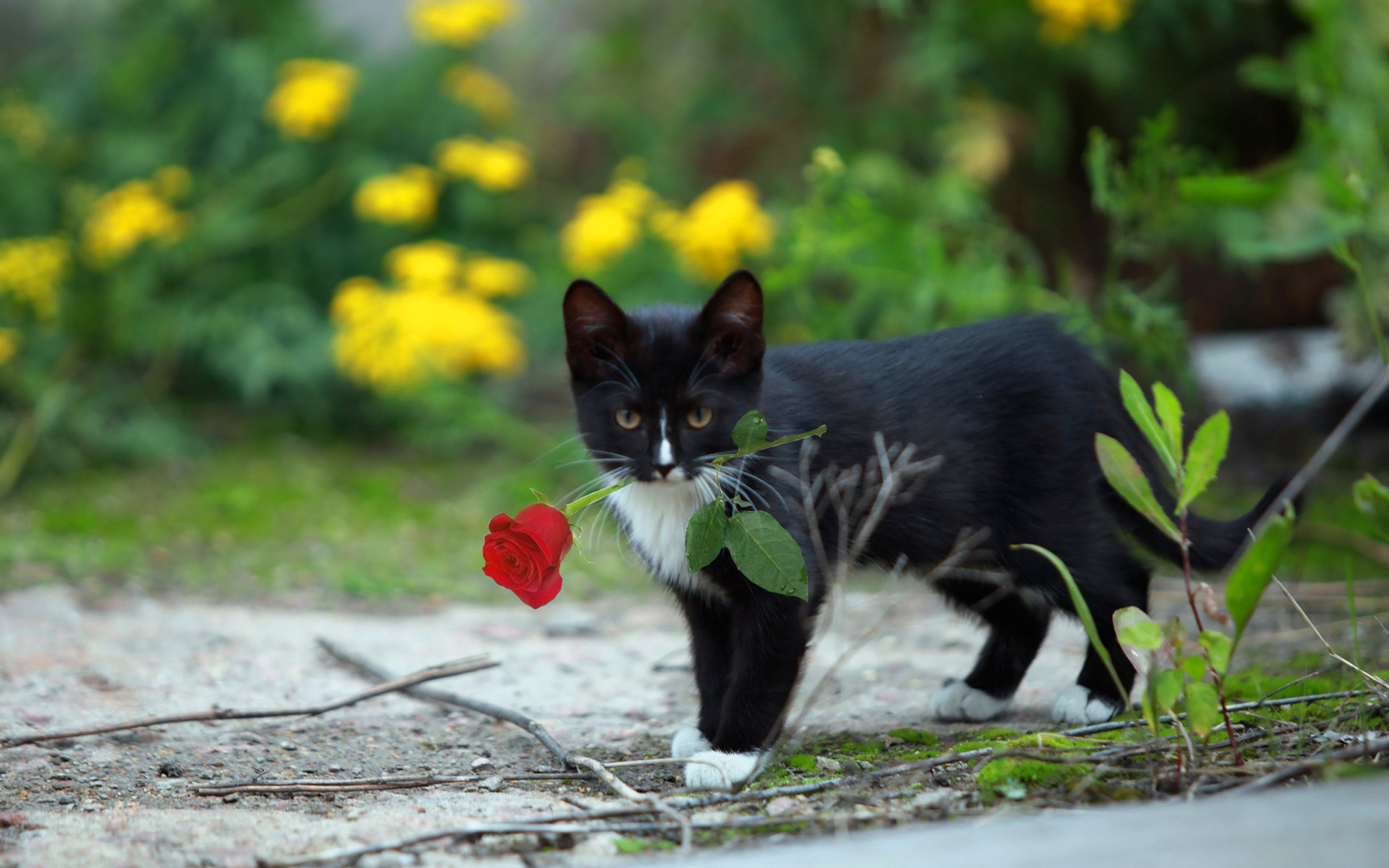 Обои Cat with Flower 2560x1600