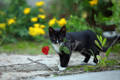 Обои Cat with Flower 480x320