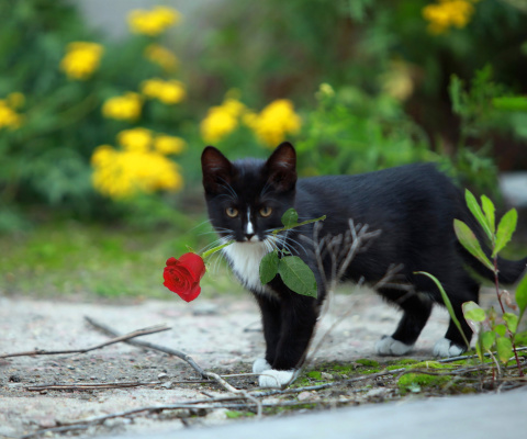 Fondo de pantalla Cat with Flower 480x400