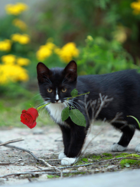Fondo de pantalla Cat with Flower 480x640