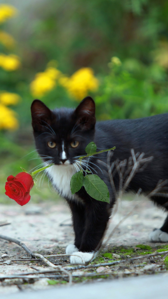 Fondo de pantalla Cat with Flower 640x1136