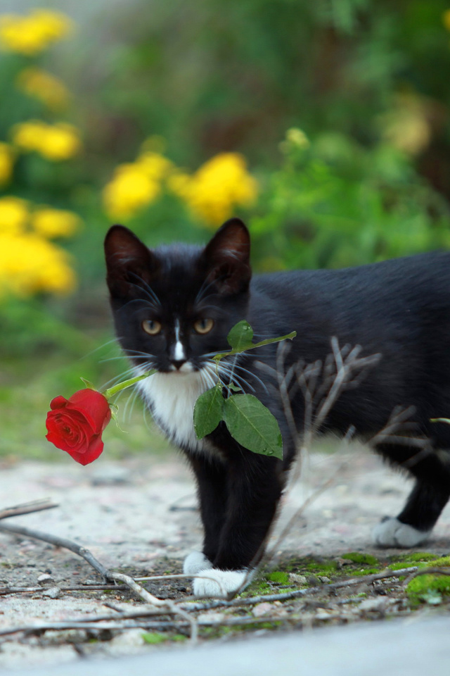 Fondo de pantalla Cat with Flower 640x960