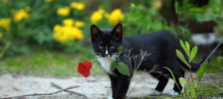 Fondo de pantalla Cat with Flower 720x320