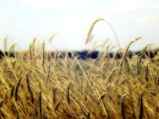 Wheatear Field Macro wallpaper 640x480