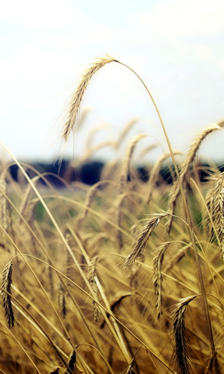 Обои Wheatear Field Macro 768x1280