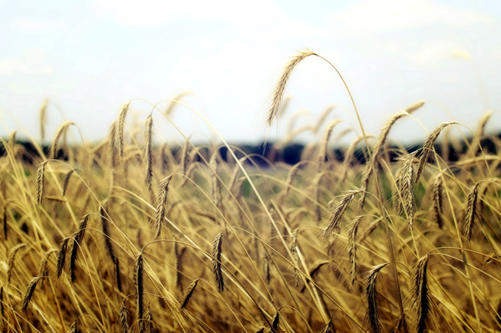 Обои Wheatear Field Macro