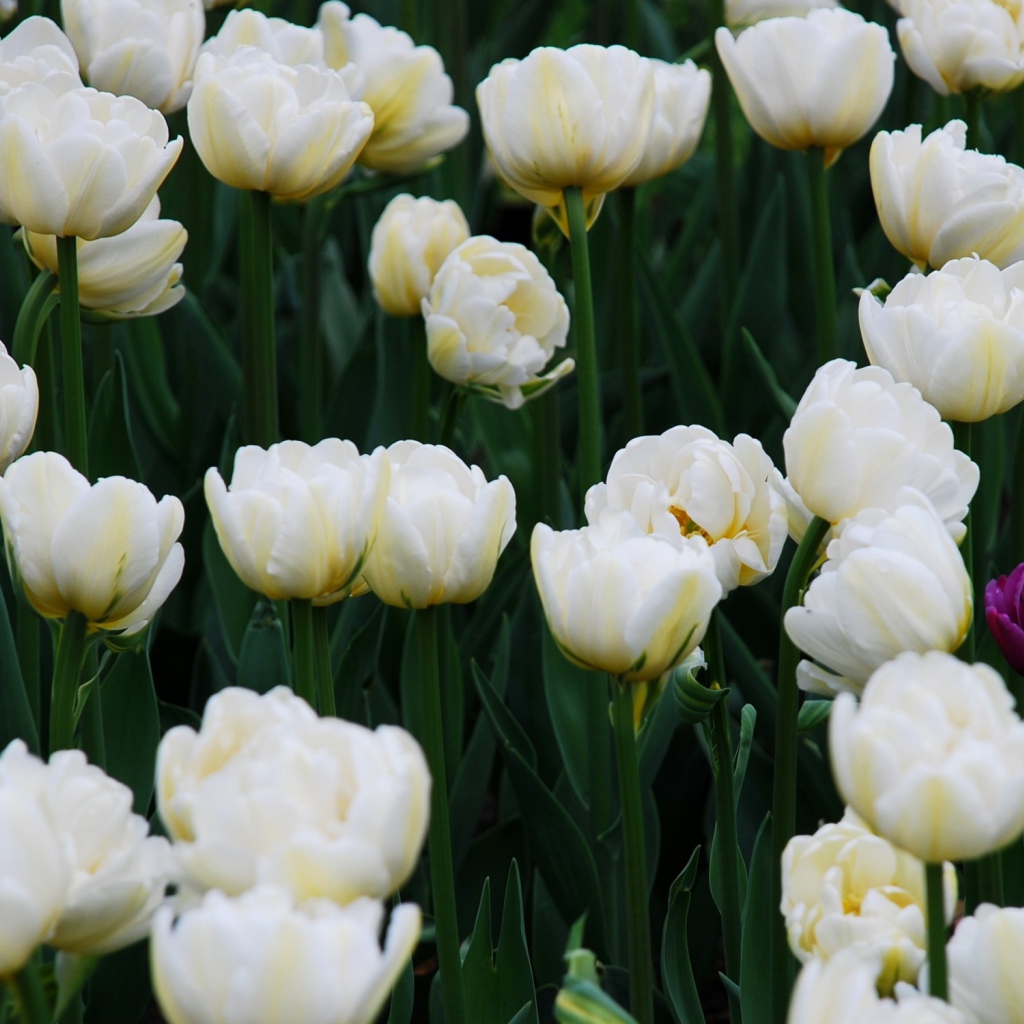 Field Of White Tulips wallpaper 1024x1024