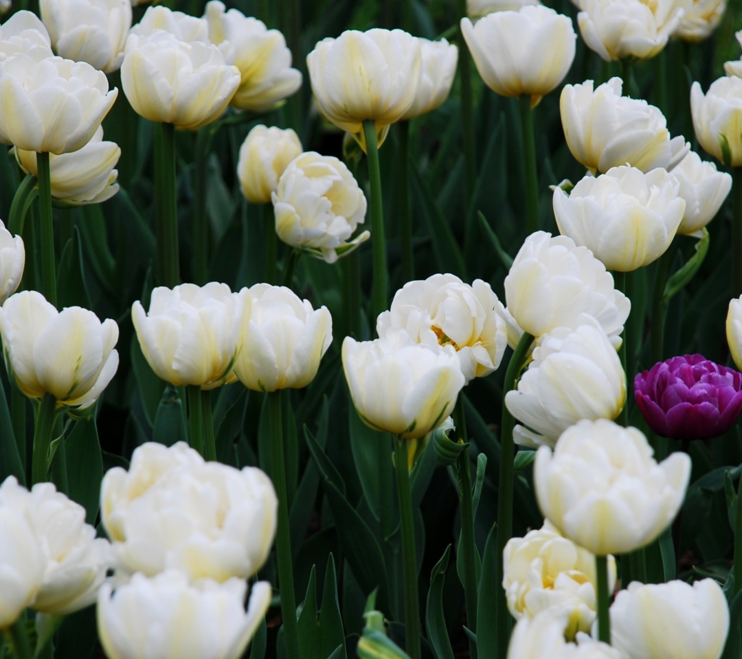 Fondo de pantalla Field Of White Tulips 1080x960
